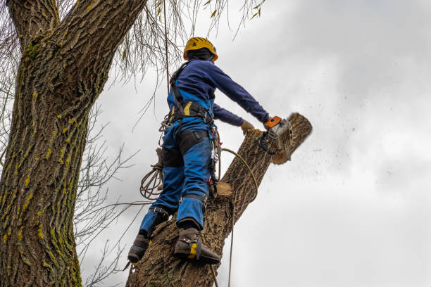 The Steps Involved in Our Tree Care Process in St Andrews, SC